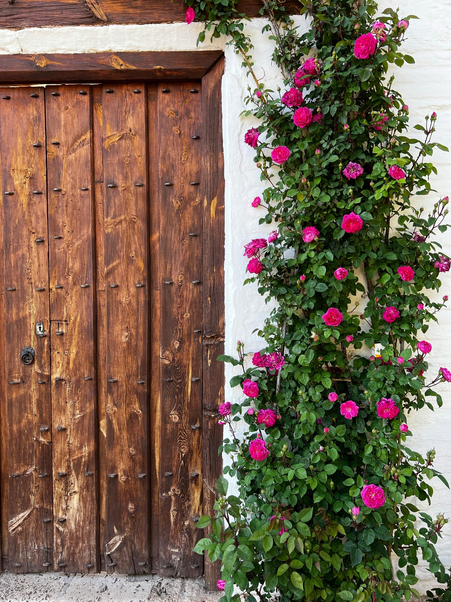 Elegant Climbing Rose Flower Seeds