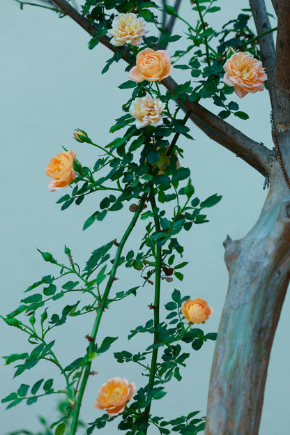 Elegant Climbing Rose Flower Seeds