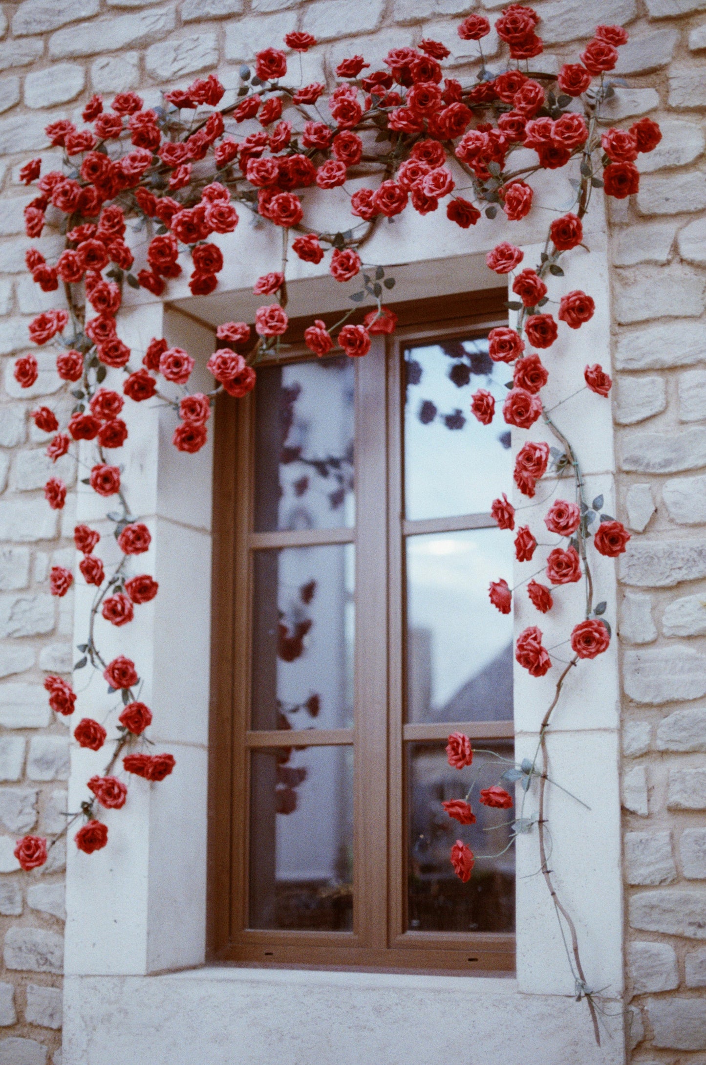 Elegant Climbing Rose Flower Seeds