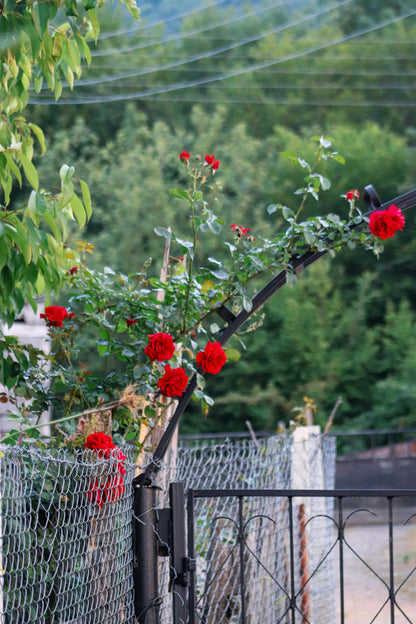Elegant Climbing Rose Flower Seeds