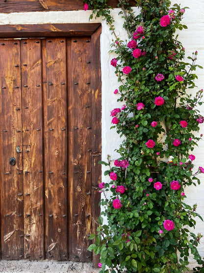 Elegant Climbing Rose Flower Seeds