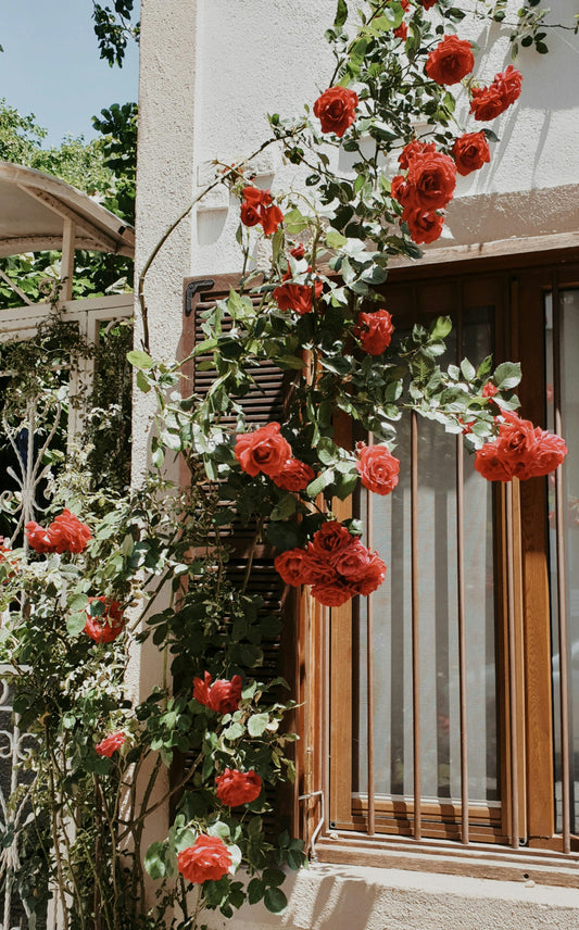 Elegant Climbing Rose Flower Seeds